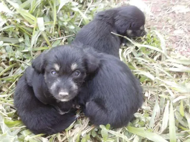 Cachorro ra a  idade Abaixo de 2 meses nome (Sem Nome)