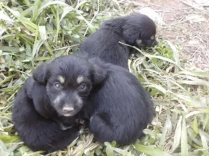 Cachorro raça  idade Abaixo de 2 meses nome (Sem Nome)