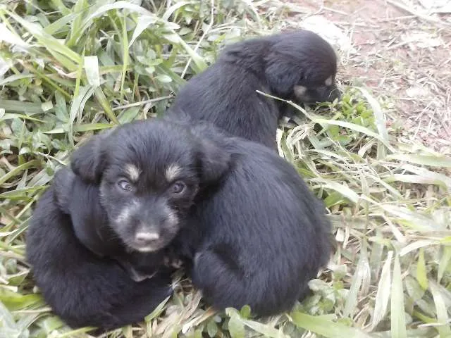 Cachorro ra a  idade Abaixo de 2 meses nome (Sem Nome)