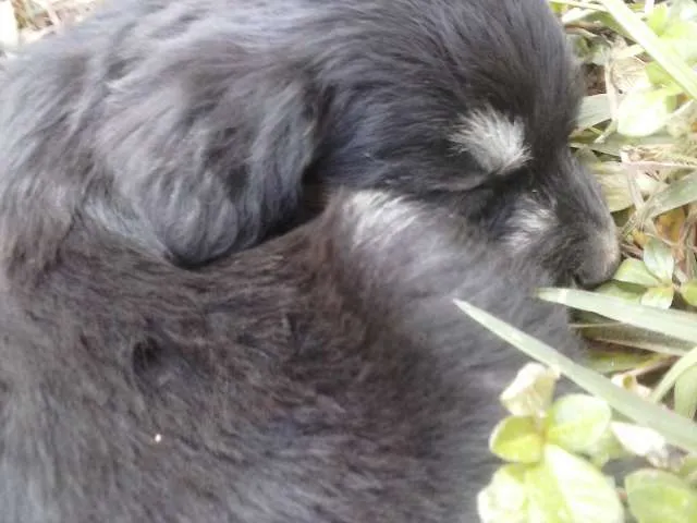 Cachorro ra a  idade Abaixo de 2 meses nome (Sem Nome)