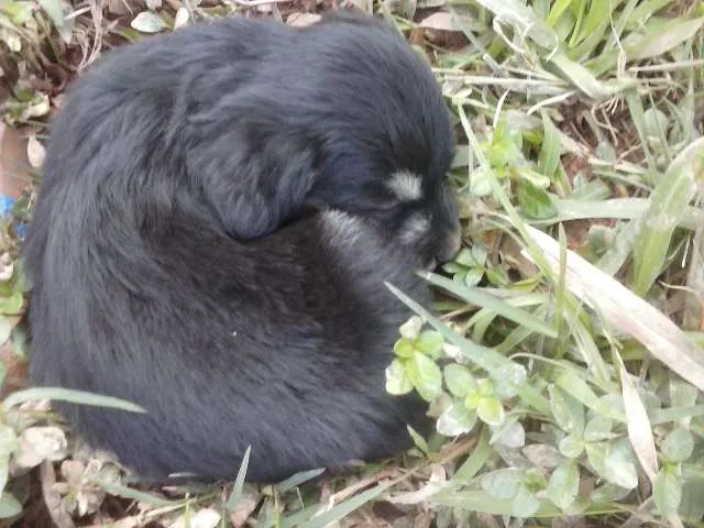Cachorro ra a  idade Abaixo de 2 meses nome (Sem Nome)