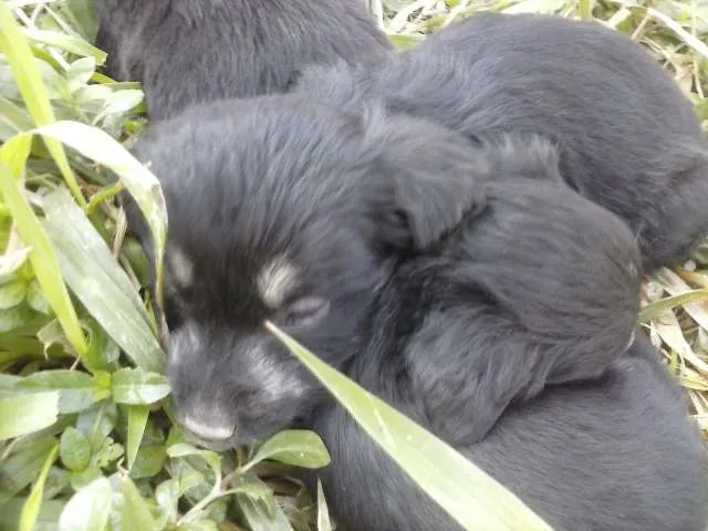 Cachorro ra a  idade Abaixo de 2 meses nome (Sem Nome)