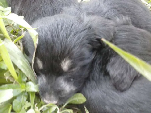 Cachorro ra a  idade Abaixo de 2 meses nome (Sem Nome)