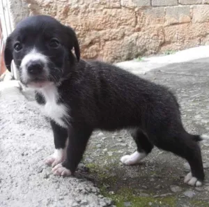Cachorro raça SRD idade Abaixo de 2 meses nome 02 MENINNINHAS 