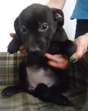 Cachorro raça SRD idade 2 a 6 meses nome Hazel
