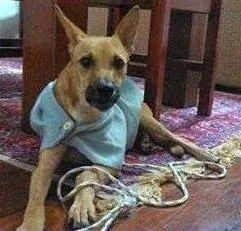Cachorro ra a SRD idade 1 ano nome Hulk