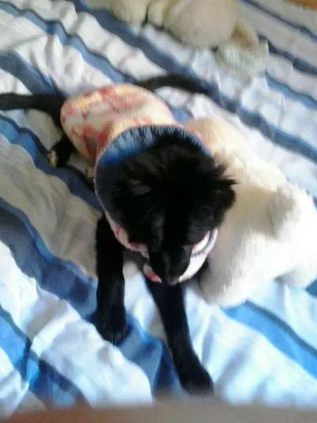 Cachorro ra a não tem  idade 2 a 6 meses nome não tem 