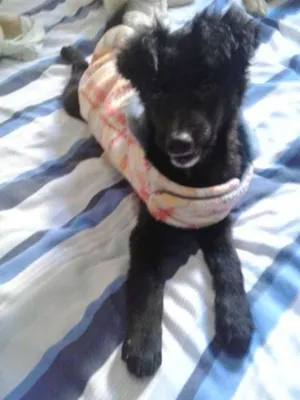 Cachorro raça não tem  idade 2 a 6 meses nome não tem 