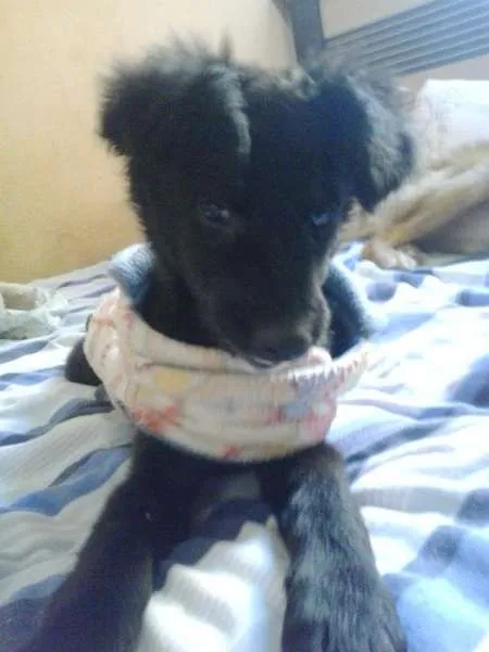 Cachorro ra a não tem  idade 2 a 6 meses nome não tem 