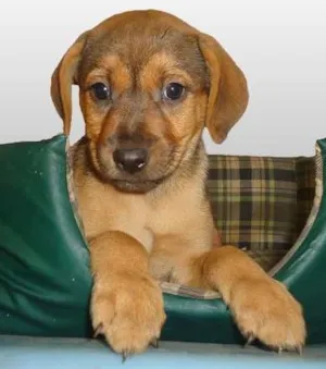 Cachorro raça SRD idade 2 a 6 meses nome Orloff