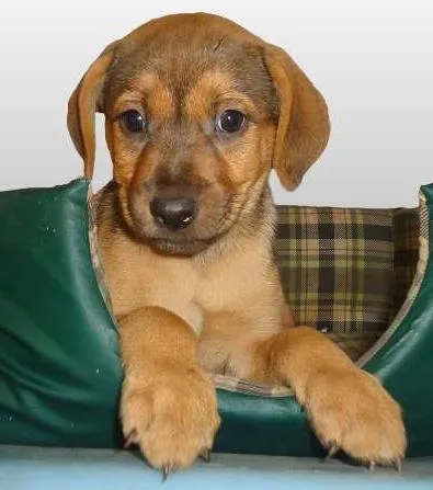 Cachorro ra a SRD idade 2 a 6 meses nome Orloff