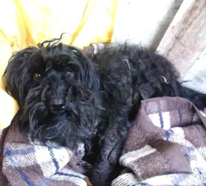 Cachorro raça Poodle/SRD idade  nome pretinho