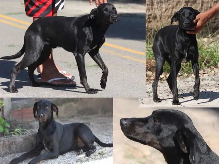 Cachorro ra a indefinida idade 1 ano nome Abandonado
