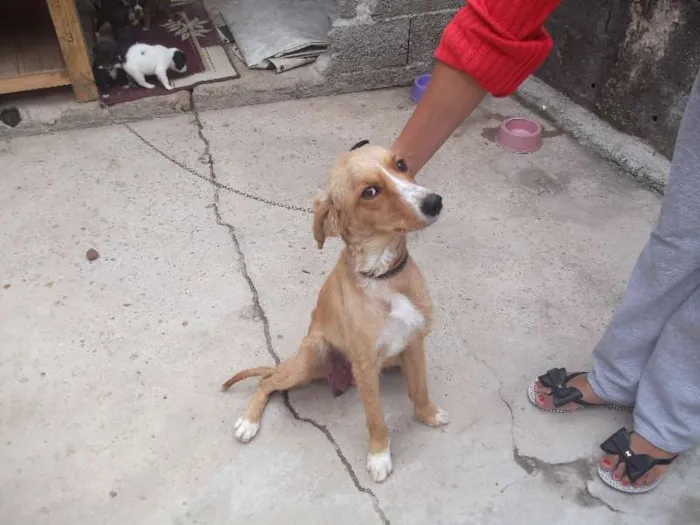 Cachorro ra a SRD idade 1 ano nome MEL