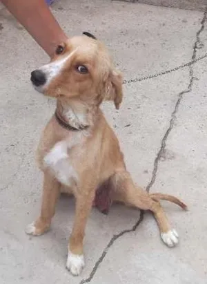 Cachorro raça SRD idade 1 ano nome MEL