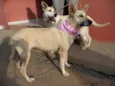 Hera e Athena