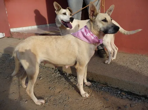 Cachorro ra a SRD idade 2 anos nome Hera e Athena