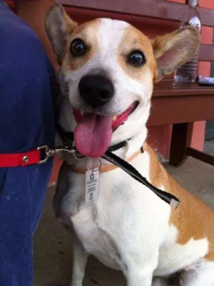 Cachorro raça SRD idade 3 anos nome Mailon