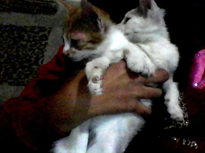 Gato ra a vira-lata idade Abaixo de 2 meses nome kelvin 