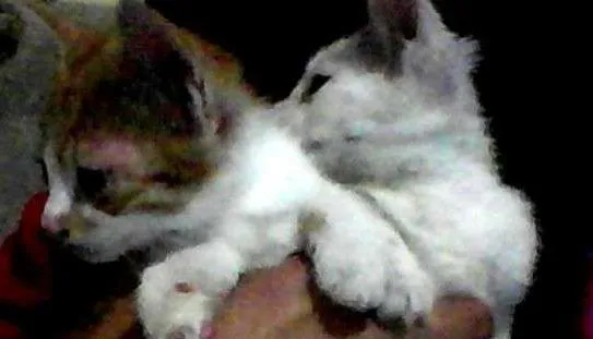 Gato ra a vira-lata idade Abaixo de 2 meses nome kelvin 