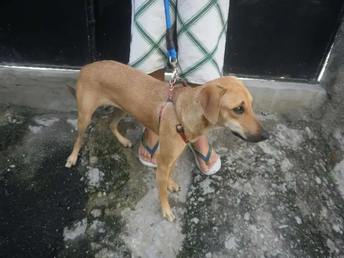 Cachorro raça SRD idade 7 a 11 meses nome Alice