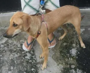 Cachorro raça SRD idade 7 a 11 meses nome Alice