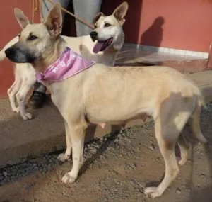 Cachorro raça SRD idade 2 anos nome Hera e Athena