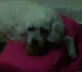 pipóca