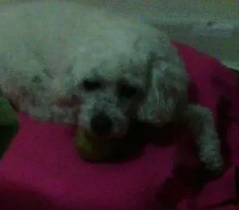 Cachorro ra a Poodle idade 1 ano nome pipóca