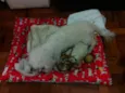 pipóca