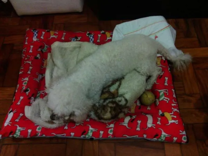 Cachorro ra a Poodle idade 1 ano nome pipóca