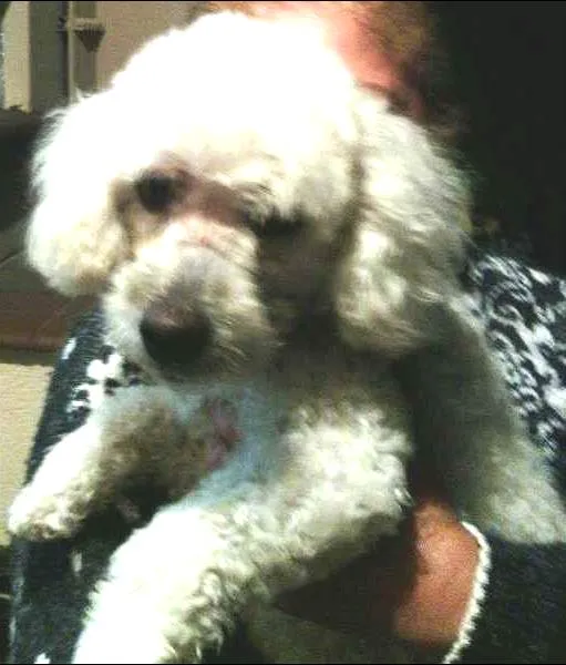 Cachorro ra a Poodle idade 1 ano nome pipóca