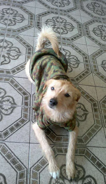 Cachorro ra a SRD idade 7 a 11 meses nome Marlei