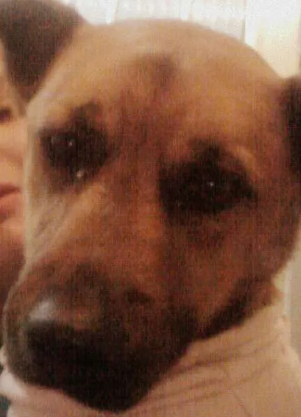 Cachorro ra a SRD idade 7 a 11 meses nome Boomer