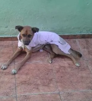 Cachorro ra a SRD idade 7 a 11 meses nome Boomer