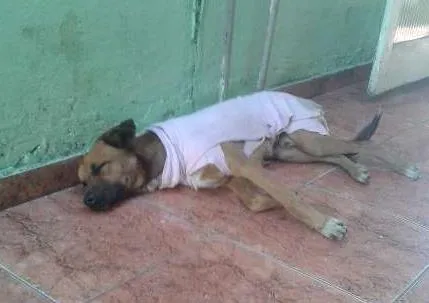 Cachorro ra a SRD idade 7 a 11 meses nome Boomer