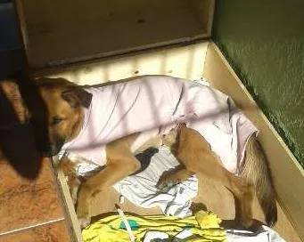 Cachorro ra a SRD idade 7 a 11 meses nome Boomer
