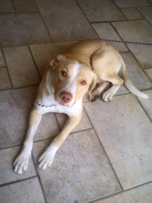 Cachorro raça MESTIÇO PITIBULL idade 7 a 11 meses nome NICO