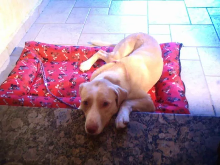 Cachorro ra a MESTIÇO PITIBULL idade 7 a 11 meses nome NICO