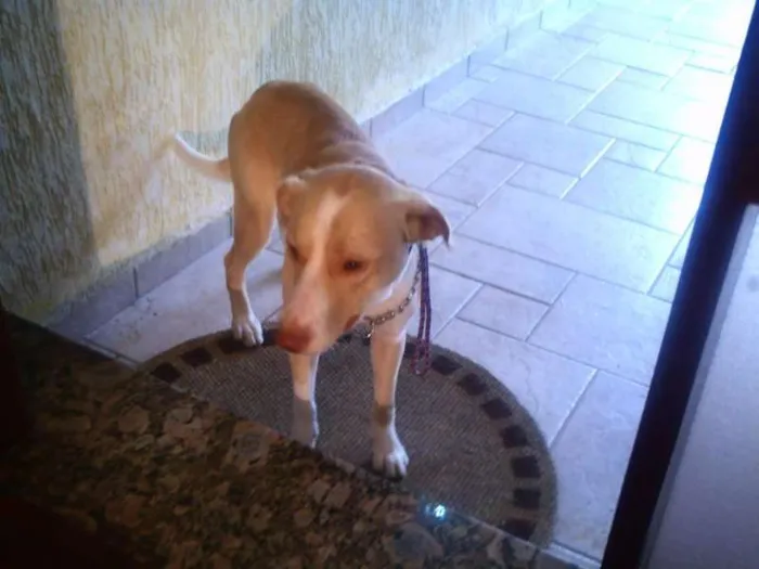 Cachorro ra a MESTIÇO PITIBULL idade 7 a 11 meses nome NICO
