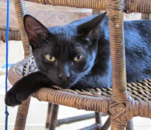 Gato raça indefinida idade 7 a 11 meses nome  Mussum