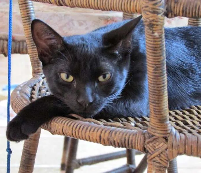 Gato ra a indefinida idade 7 a 11 meses nome  Mussum