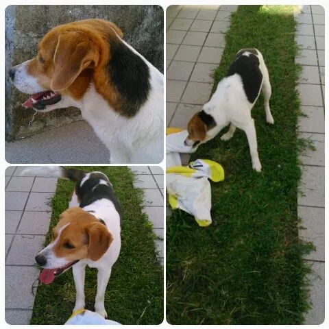 Cachorro ra a SRD idade nome Bolota