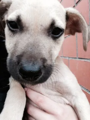 Cachorro raça SRD idade 2 a 6 meses nome Dug