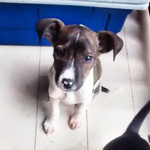 Cachorro raça SRD idade 2 a 6 meses nome Vaquinha
