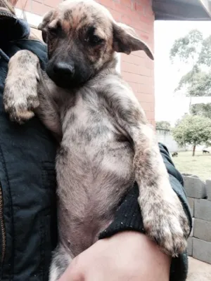 Cachorro raça SRD idade 2 a 6 meses nome Hiena
