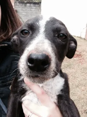 Cachorro raça SRD idade 2 a 6 meses nome Lindinha