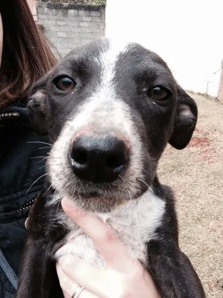 Cachorro ra a SRD idade 2 a 6 meses nome Lindinha