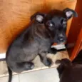 Coca