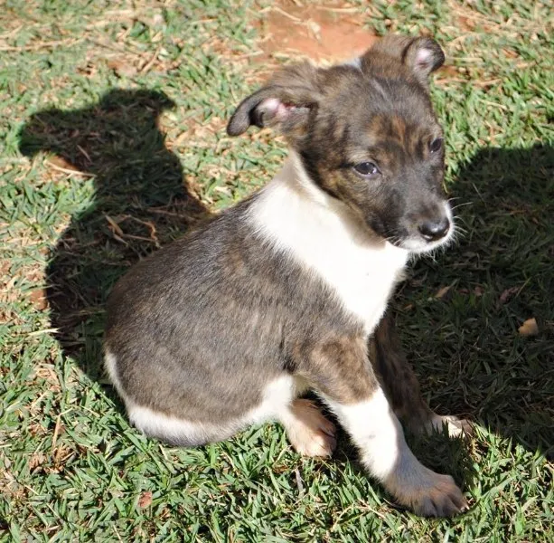 Cachorro ra a SRD idade 2 a 6 meses nome Bia